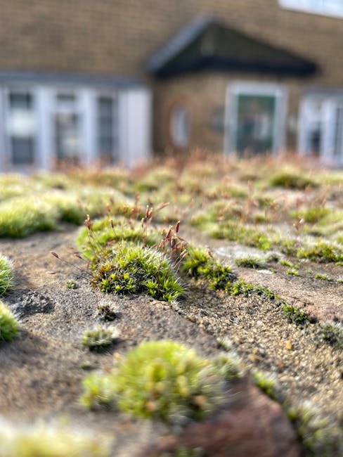 A close-up view of a roof surface covered with green moss and small patches of lichen, with rough, uneven textures on the roofing material. The moss appears soft and fibrous, with some sections forming thicker clusters, while others are more sparse. The roof material is dark gray to brown in colour, showing weathering and natural aging. In the background, a residential brick house with white-framed windows and a dark roof is visible, though out of focus, indicating the scene is set in a suburban residential area. The lighting is natural, suggesting daylight conditions. The presence of moss and lichen on the roof indicates a damp environment that often supports biological growth, and this type of surface may require maintenance or cleaning, often handled through specialised roof cleaning or moss removal services, such as those offered by Rubbish Removal Hounslow, to prevent further deterioration and promote alternative waste handling or property upkeep.